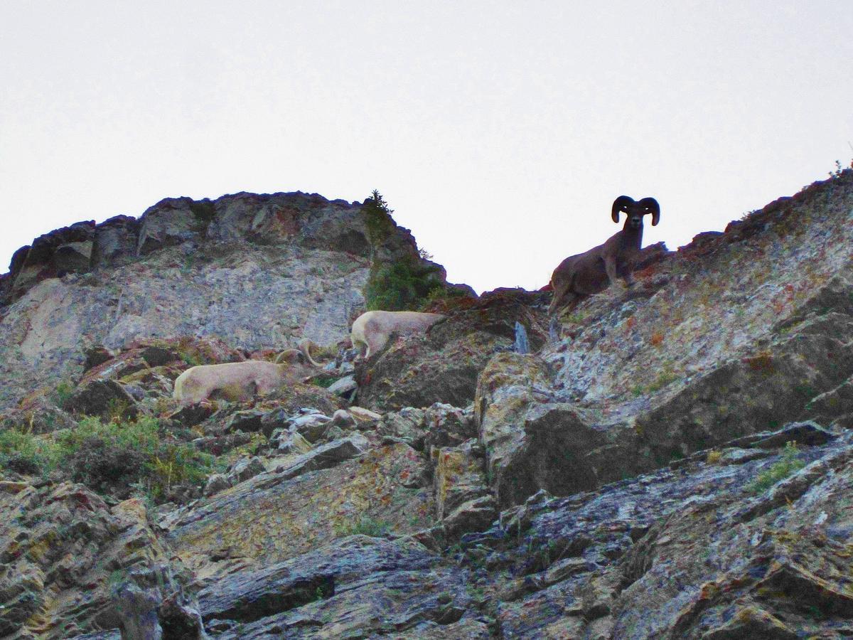 Dancing Bears Inn East Glacier Park Village Bagian luar foto