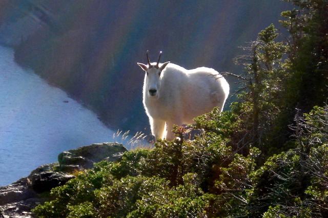 Dancing Bears Inn East Glacier Park Village Bagian luar foto